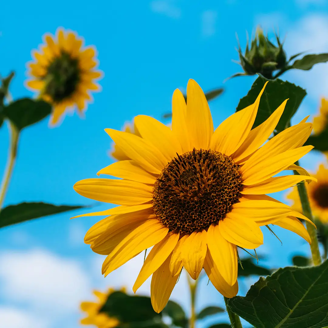 A vibrant yellow sunflower blooming against a clear blue sky, symbolizing spiritual growth and the journey of becoming joy.