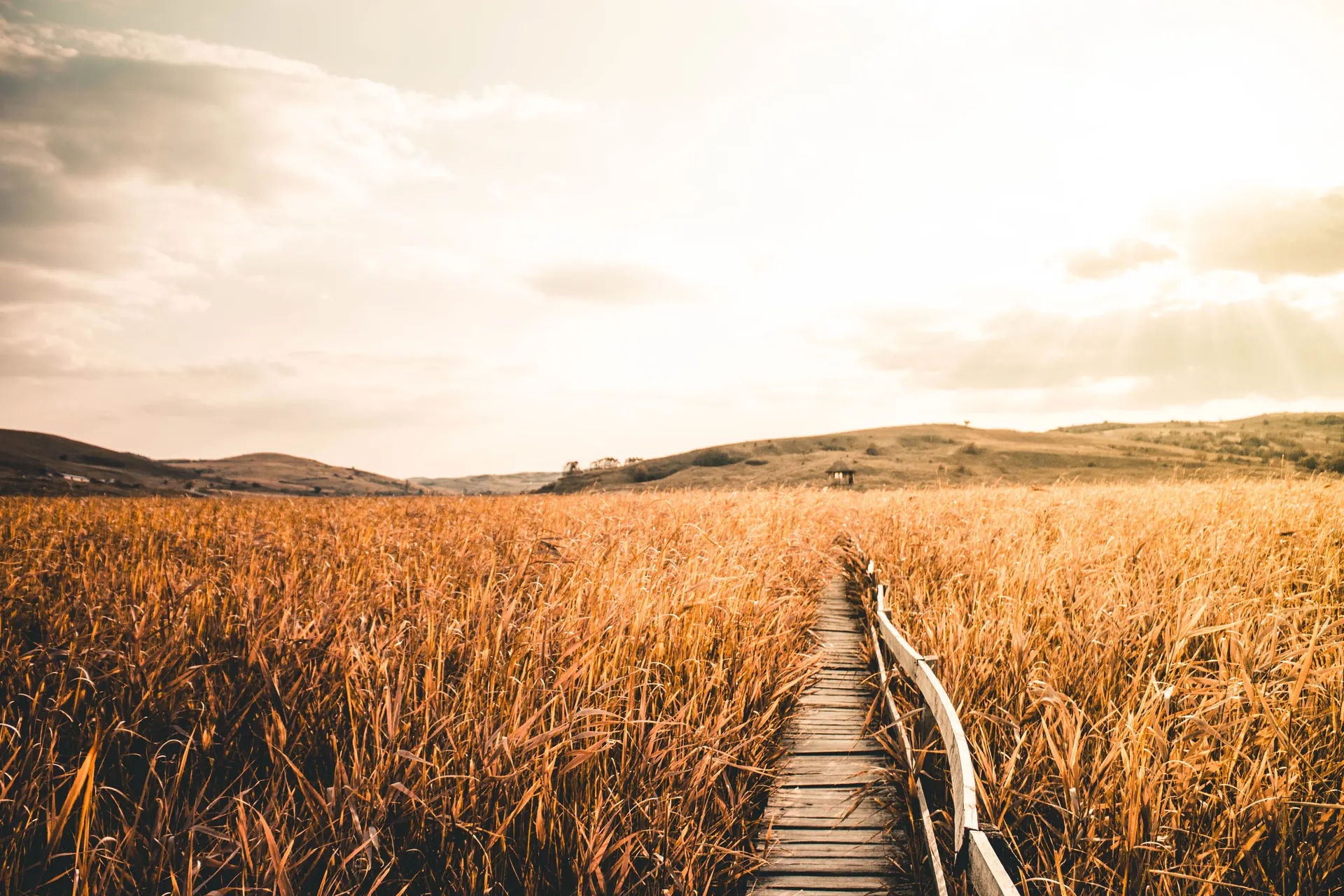 A boardwalk path winding through a wheat field — Stepping Into Joy